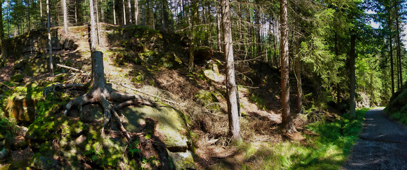 Szlak turystyczny w lesie © michalsen