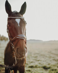 portrait of a horse
