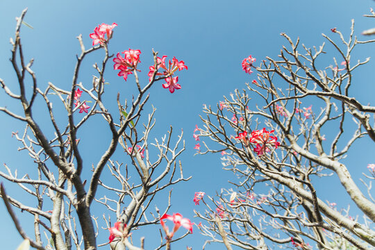 Desert Rose tree, Adenium obesum. Omo Valley, Ethiopia