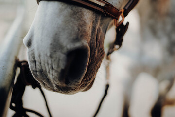 close up of a horse