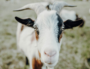 portrait of a goat