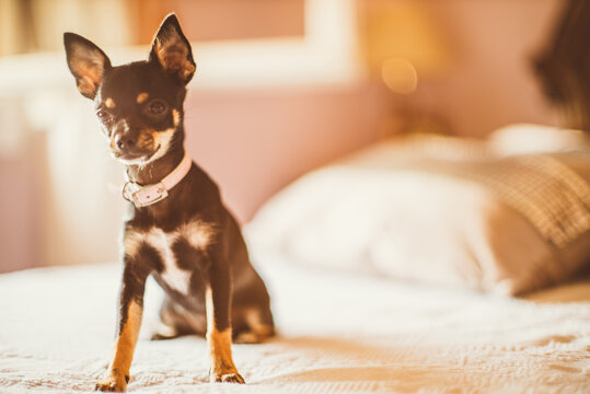 a small dog on the bed at sunset