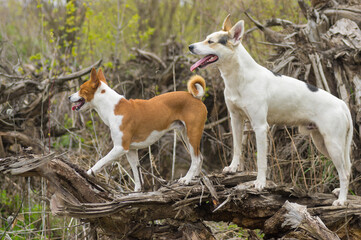 Naklejka na ściany i meble Big white cross-breed of hunting and northern dog escorting Basenji one while walking together on a root of fallen tree in spring forest
