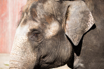Asian female elephants beg for food at a zoo in Liaoning, China
