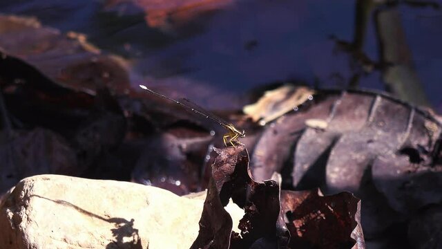 A Beautiful Damselfly sits peacefully on a dead leaf. Phylum: Euarthropoda, Class: Insecta, Order: Odonata, Suborder: Zygoptera