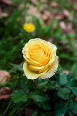 yellow rose