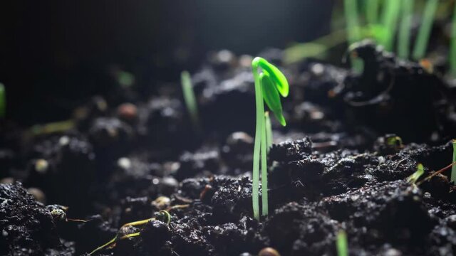 Growing cilantro seeds in a time lapse. Accelerated video. Home growing healthy natural products. Eco tourism. Plant sprouts in the garden or greenhouse agriculture