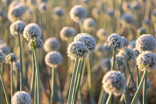 Elephant garlic flowers