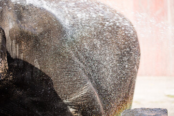 Asian female elephants beg for food at a zoo in Liaoning, China
