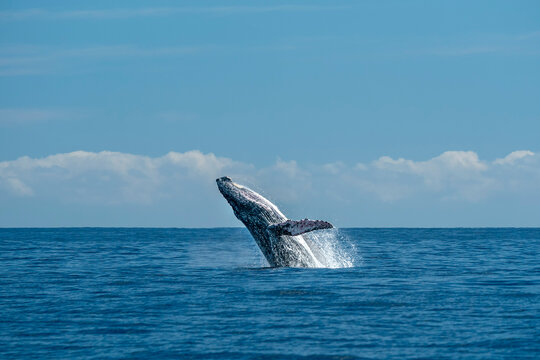 humpback whale breaching in cabo san lucas pacific ocean