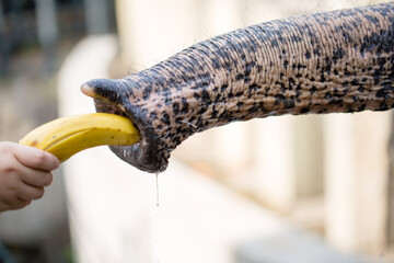Asian female elephants beg for food at a zoo in Liaoning, China
