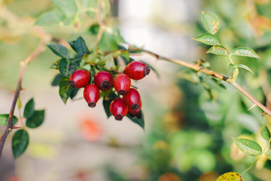 Rose Hips