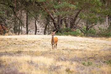 Red Deer, rutting