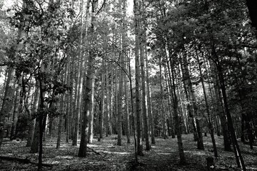Lodge-Pole Pines on the Hillside