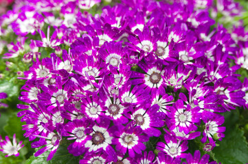 The name of these flowers name is Cineraria.