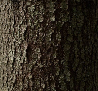 Tree bark texture