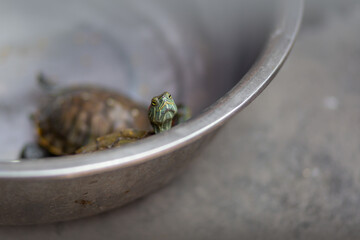 Eine Schildkröte schaut aus einer Metallschüssel