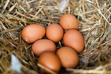 Natural chicken eggs in a spotty straw nest.