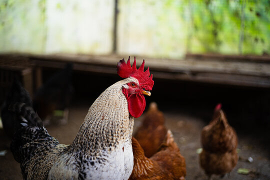 A vivid red-crested rooster photographed up close in a hen house.