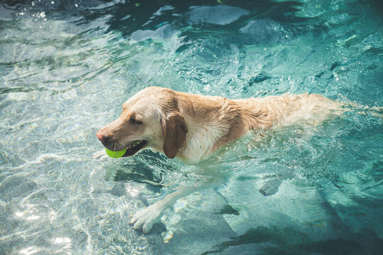 Doggy swim time