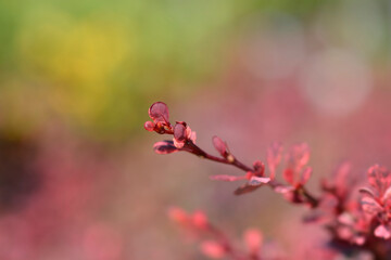 Japanese barberry Harlequin