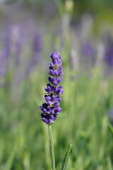 English lavender Hidcote