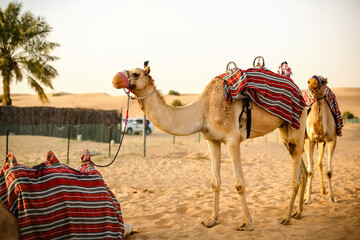 A camel caravan stands in the desert on the sand in hot weather during the day.Tourists ride camels with a saddle on a trip.Traditional transport in Eastern and Arab countries