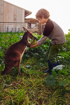 Boy feeding grass to a baby kangaroo