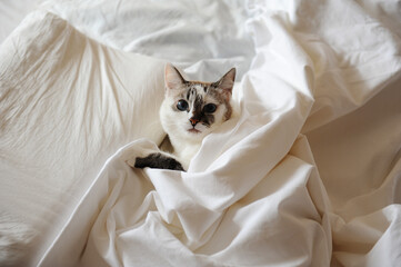 Cute blue eyed cat sleeping in bed covered with a blanket