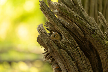 American  eastern chipmunk (Tamias striatus) watches the surroundings from an old tree stump