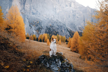 dog in the autumn mountains . Jack Russell Terrier in dolomites Alps. Italian landscape. Hiking...
