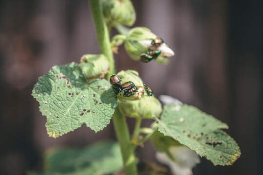 Japanese Beetle Eating Flowers and Mating on Leaves of Plant in Summer
