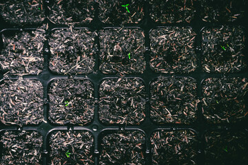 Some seeds are growing up on the pallet