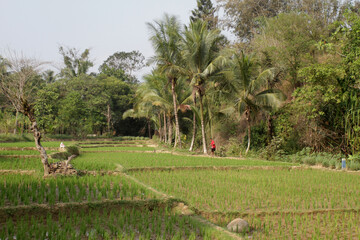 Fototapeta na wymiar Wide area paddy field in Bogor, West Java, Indonesia. Indonesian landscape. Rice field and farmer.