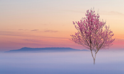 Obraz na płótnie Canvas Pink flower tree and the sea of fog on the morning.