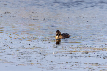 Pied-billed grebe with caught carp