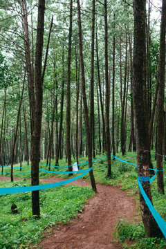 Downhill Mountain Bike trail in forest.