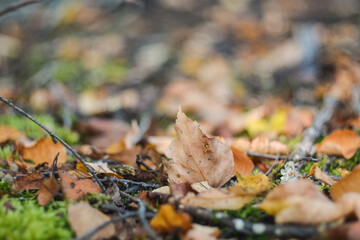 Fallen leaves in autumn in the park