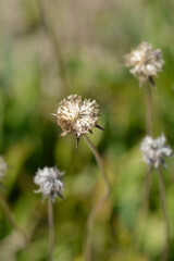 Caucasian pincushion seed head