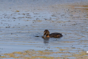 The Pied-billed Grebe on the lake