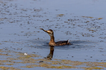 The Pied-billed Grebe on the lake