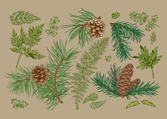 Botanical set with coniferous branches and greenery. Vector illustration. Beige background and colorful pattern.