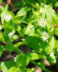 春の草花・ハコベ(日本の救荒植物)