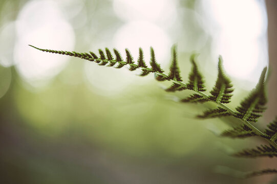 underside of fall fern frond