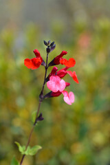 Autumn sage Lipstick