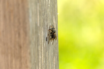 The bald-faced hornet biting wood on a garden pillar