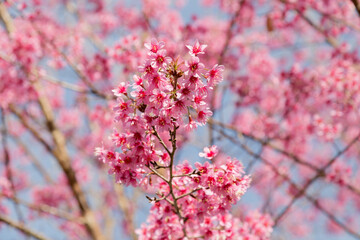 Pink flower tree on the mountain.