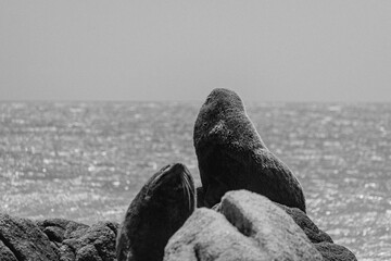 Obraz premium Leão Marinho - Cabo Polonio