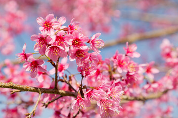 Pink flower tree on the mountain.