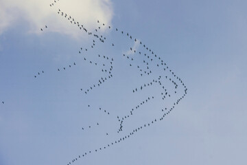 Large flock of geese flying in formation